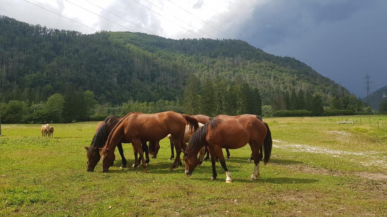 Domacija Loncnar- Apartment Bohinj Eksteriør bilde